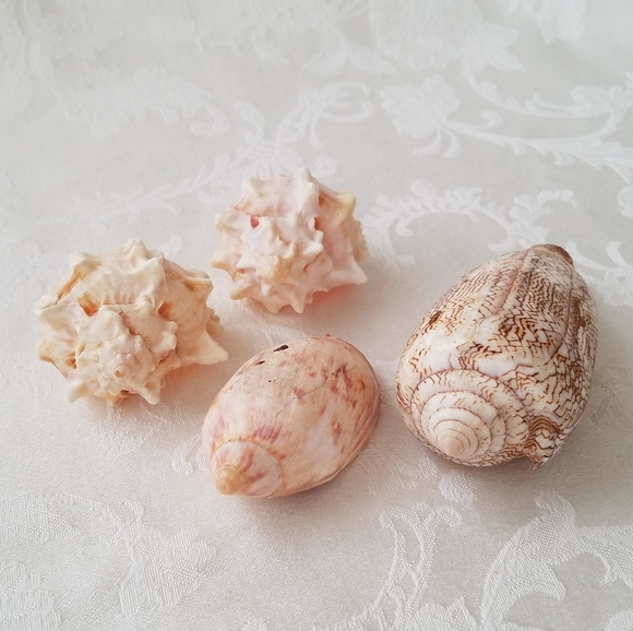 Natural Sea Shells - Picture 1 of 15